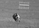 Wyoming Stock Dog Border Collie